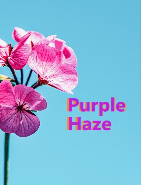 Purple Haze