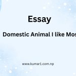 Domestic Animal I like Most