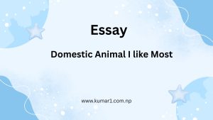 Domestic Animal I like Most